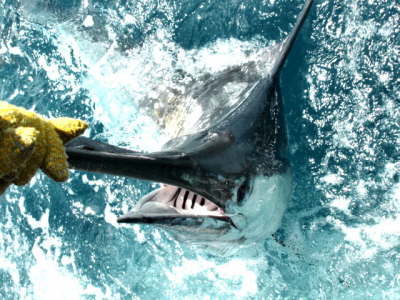 Blue Marlin