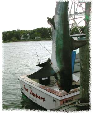 thresher-transom-magic